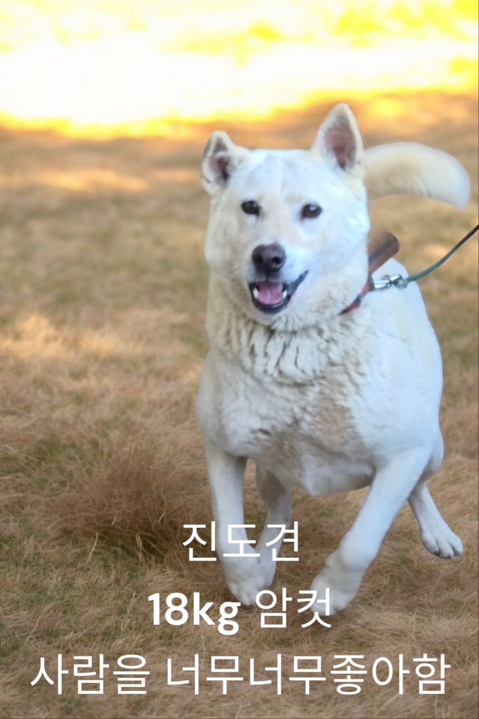 성주유기동물보호센터_447521202400532